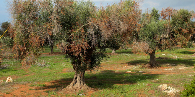Xylella