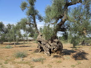 VILLA CASTELLI - Ulivo plurisecolare