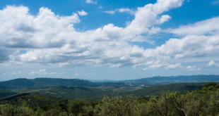 bando oliveti e frutteti