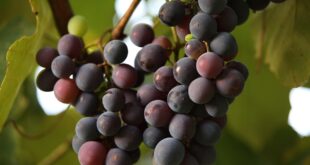 grappolo uva vino