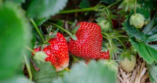 fragole basilicata igp