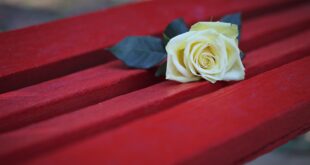 violenza contro le donne