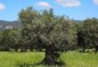 oliveta