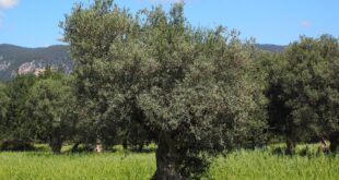 oliveta