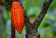 cacao