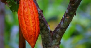 cacao