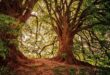 alberi