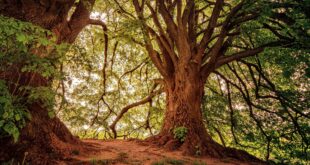 alberi
